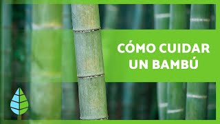 CUIDADOS del BAMBÚ 🎋en Maceta y en Tierra 🎍 ¡Sustrato Abono Riego y más [upl. by Barger446]