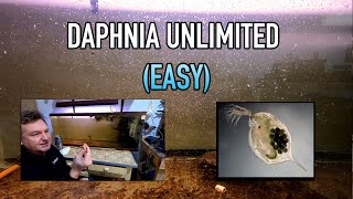 How I Raise Daphnia Water Fleas And You Can Too [upl. by Batory420]