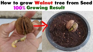 How to Grow Walnut Tree from Seed at home Easy Process DIY [upl. by Ellemrac178]