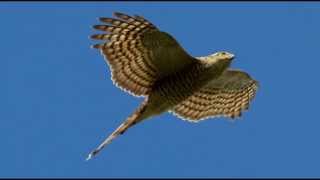 Sparrowhawk Bird Call Bird Song [upl. by Llehsyt]