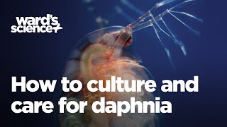 Caring and Culturing for Daphnia [upl. by Hunfredo707]