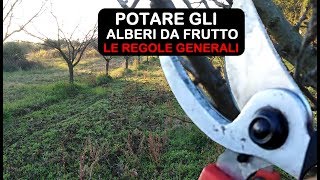 POTATURA ALBERI DA FRUTTO VEDIAMO LE REGOLE GENERALI PER POTARE [upl. by Nivat]