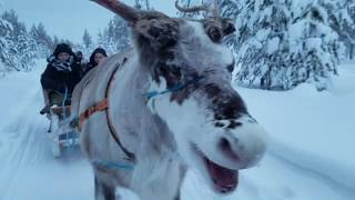 Reindeer Sleigh Ride in Rovaniemi  Finland [upl. by Mikey694]