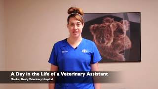 A Day in the Life of a Veterinary Assistant [upl. by Euqinomad]