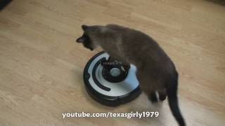 Cat shows HOW TO use iRobot Roomba Vacuum [upl. by Grey]