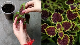 How to grow Coleus from cutting [upl. by Rramed]