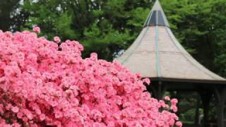 Rhododendrons and Azaleas [upl. by Auahsoj]