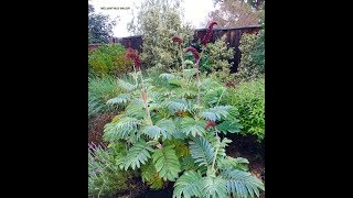 Melianthus major  Honey Bush [upl. by Aissac740]