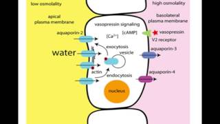 Vasopressin mechanism of Action [upl. by Lyndon]