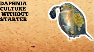 HOW TO CULTURE DAPHNIA NATURALLY WITHOUT A STARTER [upl. by Elrebma755]