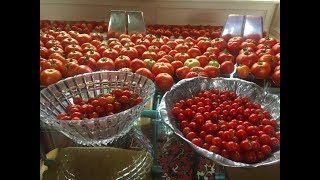 How To Can Tomatoes  The Easy Way [upl. by Barret]