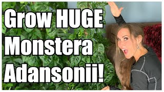 Grow Massive Monstera Adansonii  Plant Care Guide  Secrets to Awesome Monstera Adansonii [upl. by Aicil134]