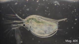 Daphnia magna under the Microscope [upl. by Melda960]