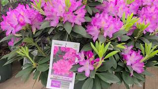 Rhododendron English Roseum  LARGE ELEGANT Tough and Easy to Grow Evergreen [upl. by Morril]