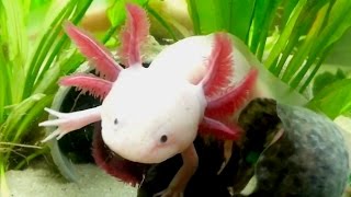 Axolotl Cool Cute Aquarium Mexican Salamander [upl. by Ialocin]