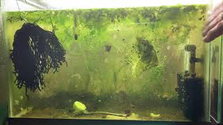 Scuds Daphnia Cherry Shrimp Copepods My aquatic food culture [upl. by Audi919]