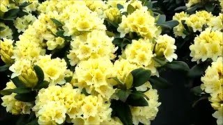 Best Garden Shrubs Rhododendron Capistrano [upl. by Thorndike369]