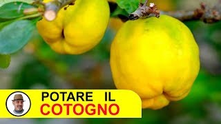 POTARE IL COTOGNO [upl. by Mckenzie]