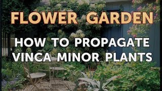 How to Propagate Vinca Minor Plants [upl. by Akiaki]