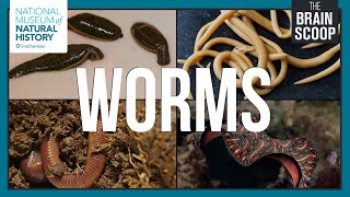 The Wonderful World of Worms [upl. by Dyoll]