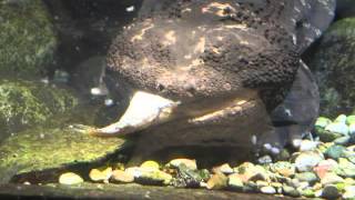 Toledo Zoo Japanese Giant Salamander [upl. by Aliza838]