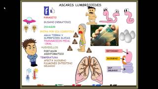 ASCARIS LUMBRICOIDES [upl. by Henka]