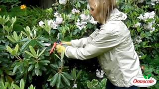 Rhododendron Pruning and Weevil Resistant Yaks [upl. by Eudora]