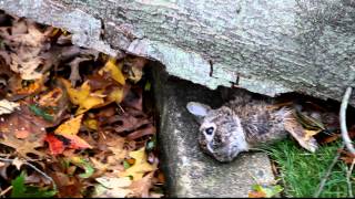 Rabbit Crushed to Death by Falling Tree During Hurricane Sandy Unlucky Bunny [upl. by Enivid]