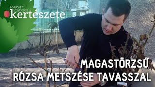 Magas törzsű rózsa metszése tavasszal  Megyeri Szabolcs Kertészet [upl. by Roger]