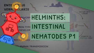 Helminths Intestinal Nematodes Part 1 features clinical importance diagnosis treatment [upl. by Nehgaem]