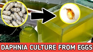 HOW TO HATCH DAPHNIA EGGS  HOW TO CULTURE DAPHNIA [upl. by Eltsryk]