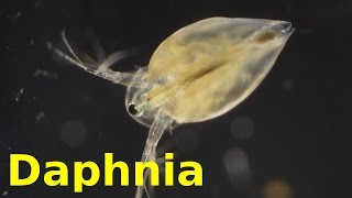 Daphnia [upl. by Raskind206]