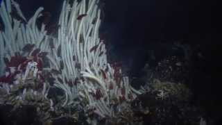 Giant Tube Worms of the Galapagos  Nautilus Live [upl. by Winebaum50]