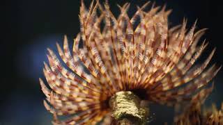 Facts The Feather Duster Worm [upl. by Naujahs]