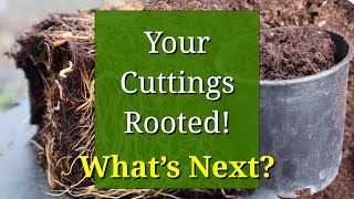 Plant Propagation by Cuttings After Rooting [upl. by Ahsiem]