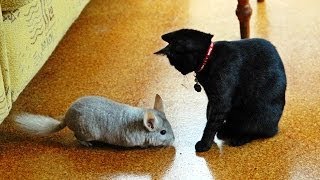 Chinchilla vs Cat [upl. by Irtimid]