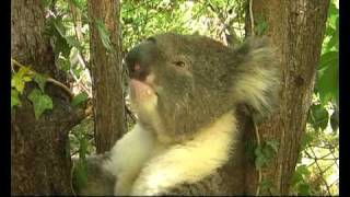 A Thirsty Koala Returns and Sneezes [upl. by Domash]