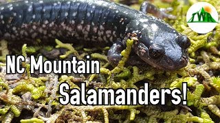 All About Salamanders [upl. by Yelhak653]