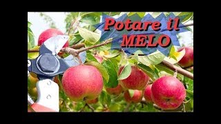 POTARE IL MELO [upl. by Edlitam]