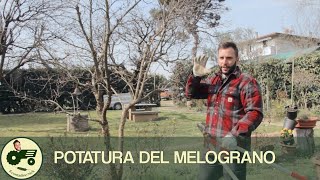 La potatura del MELOGRANO  Il contadino Nick [upl. by Ayak]