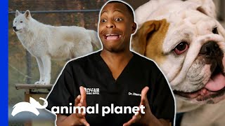 Dr Blues Best Moments At CyFair Animal Hospital  The Vet Life [upl. by Ahseirej]