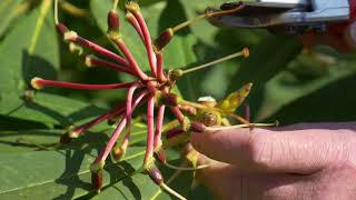 Deadheading Rhododendron [upl. by Coad]