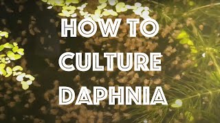 How To Culture Daphnia Magna [upl. by Ainerbas]