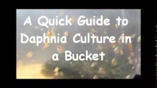 How to culture daphnia outside [upl. by Anilyx]