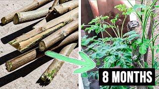 5 easy steps to growing more MORINGA cuttings [upl. by Coop733]