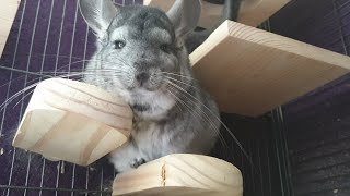 Common Chinchilla Sounds [upl. by Breh]