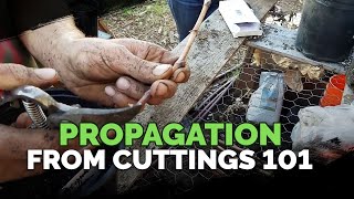 Propagating From Cuttings 101 [upl. by Carl]