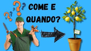 Come e quando potare il limone Video Tutorial [upl. by Bornie258]