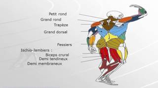 Les Principaux Muscles du Corps Humain Mouvements de Musculation Associés TUTO [upl. by Leerzej687]