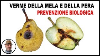 VERME DELLA MELA E DELLA PERA COME FARE LA PREVENZIONE BIOLOGICA [upl. by Anertal]